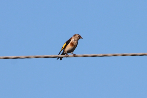 European Goldfinch