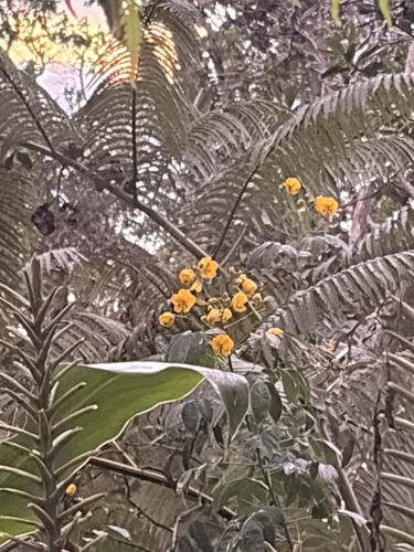 Senna, 2026-08-27