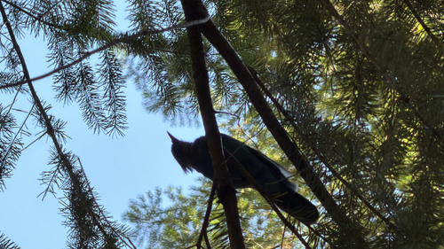 iNaturalist observation photo of Steller's Jay