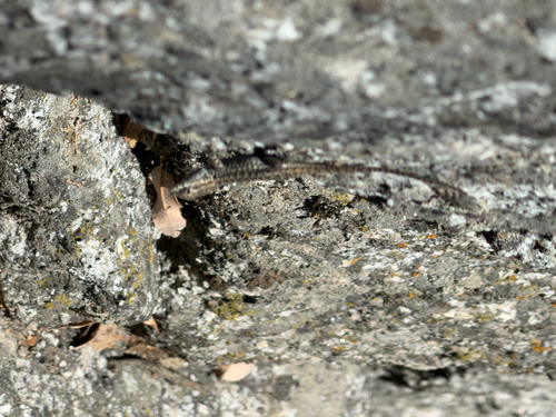iNaturalist observation photo of Spiny Lizards