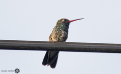 Cynanthus latirostris