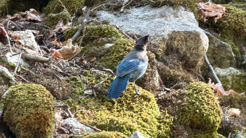 iNaturalist observation photo of Steller's Jay