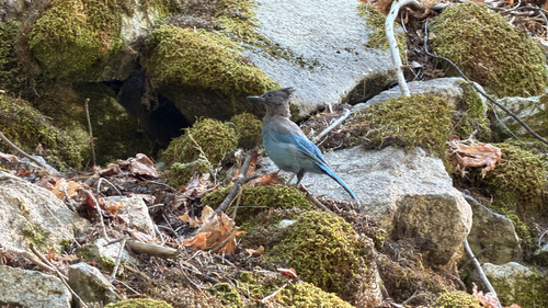 iNaturalist observation photo of Steller's Jay