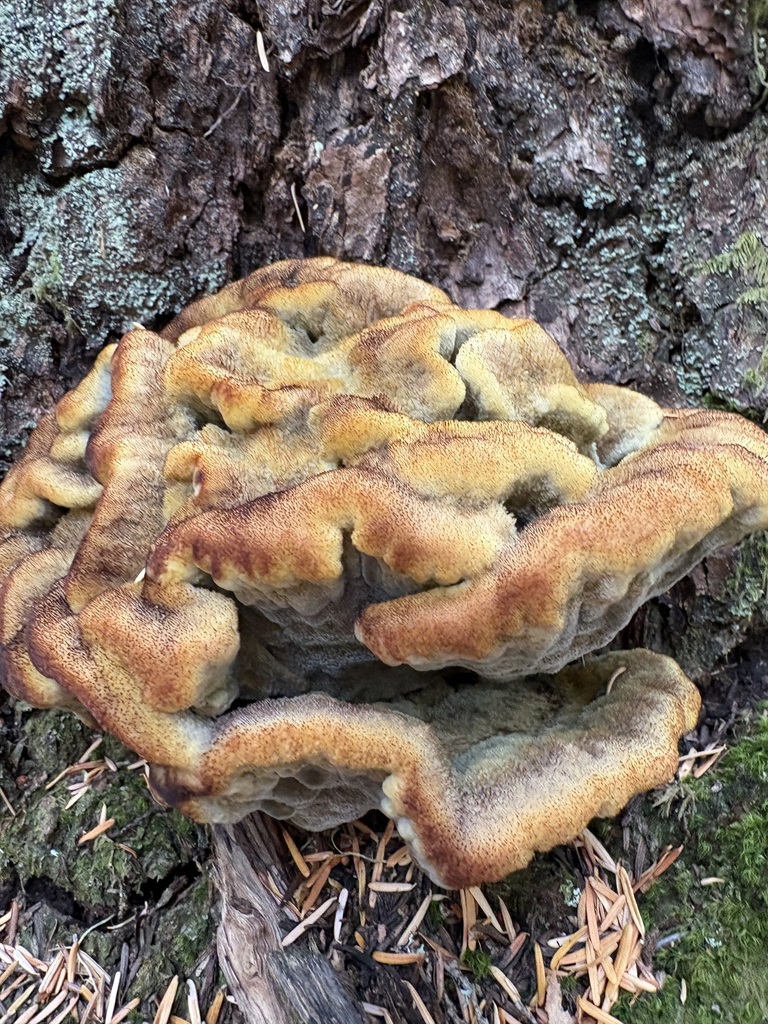 Phaeolus hispidoides · August 2026 · photo: Photo: (c) sylbobaggins, some rights reserved (CC BY) · iNaturalist