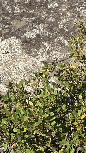 iNaturalist observation photo of Western Fence Lizard