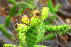 Opuntia parviclada