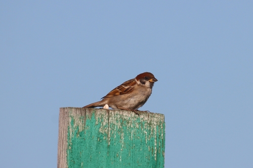 Eurasian Tree Sparrow
