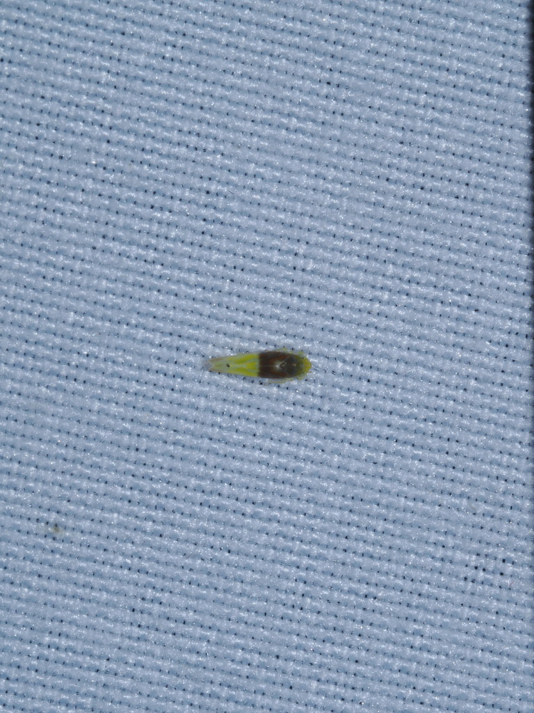 Eratoneura basilaris