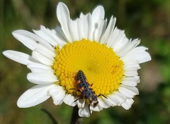 Coccinella septempunctata
