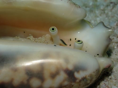 Strombus lentiginosus observed 2026-08-12