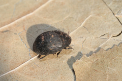 Byrrhidae