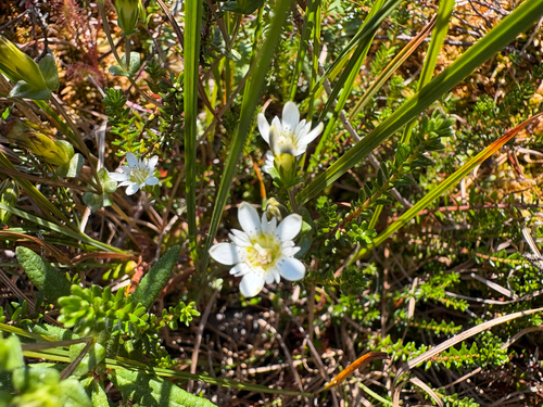 Swamp Gentian