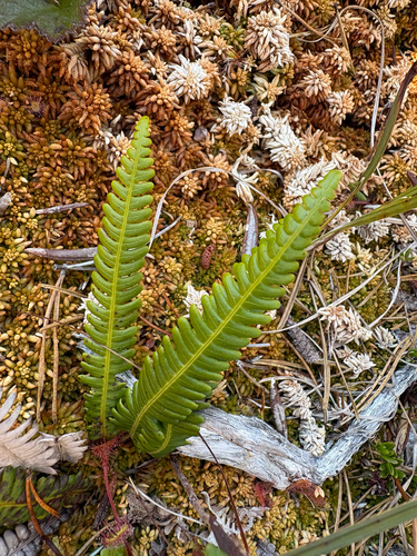 deer fern
