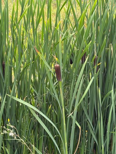 broadleaf cattail