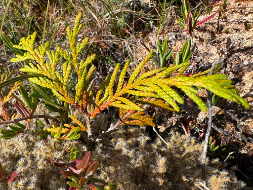 Alaska yellow cedar
