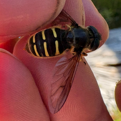 Western Pond Fly