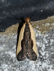 Dichomeris inserrata