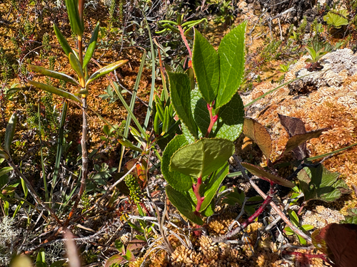 salal