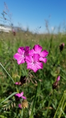 Dianthus carthusianorum