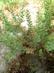 Lepidium lasiocarpum