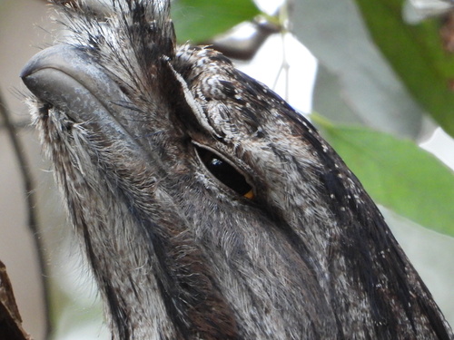 Tawny Frogmouth