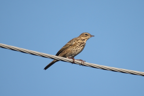 Tree Pipit
