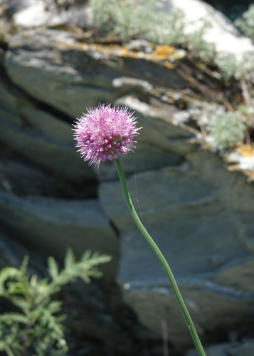 Allium strictum, photograph 2