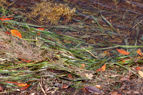 Thalassia testudinum