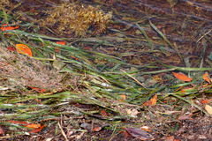 Thalassia testudinum