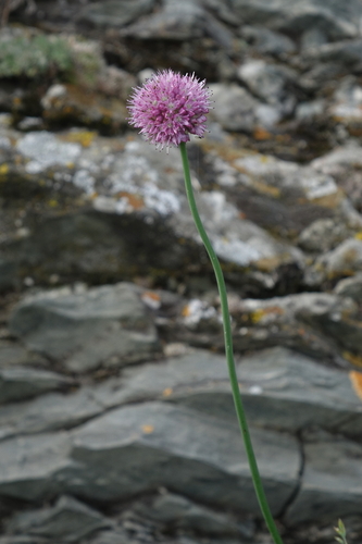 Allium strictum