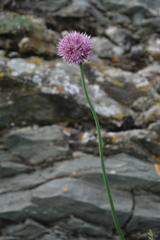 Allium strictum