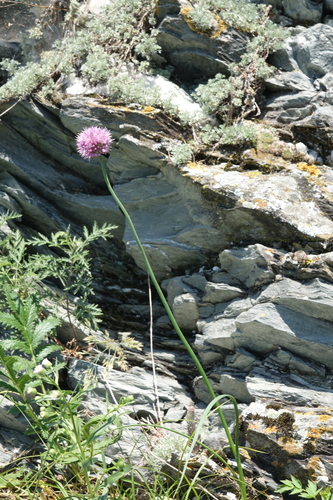 Allium strictum, photograph 3