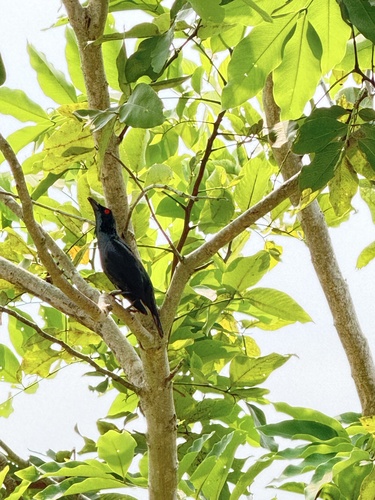 Asian Glossy Starling