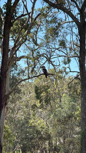 Laughing Kookaburra
