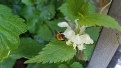 Bombus pascuorum