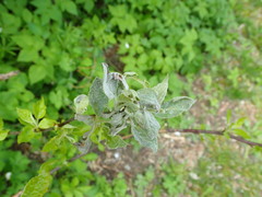 Podosphaera leucotricha