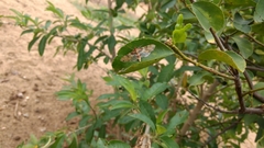 Azochis