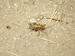 Ceuthophilus hesperus