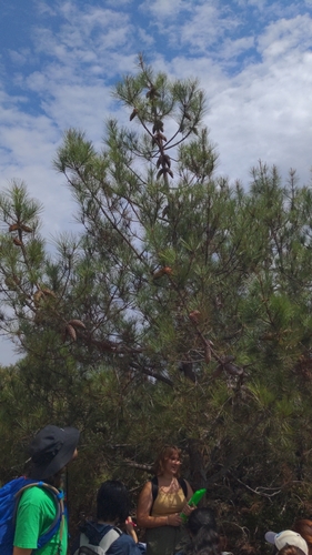 Pinus attenuata, photograph 2