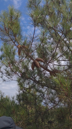 Pinus attenuata, photograph 3