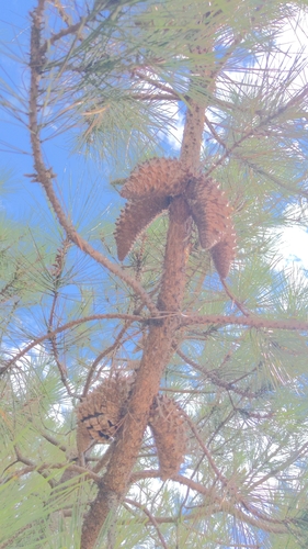 Pinus attenuata, photograph 4