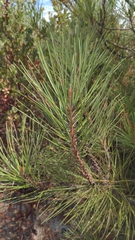 Pinus attenuata, photograph author not stated, no rights reserved