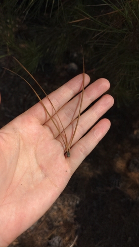 Pinus attenuata, photograph 6