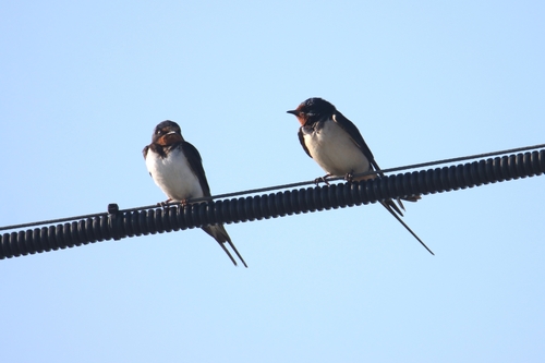 Barn Swallow