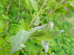 Podosphaera leucotricha