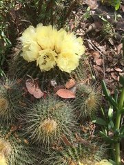 Parodia