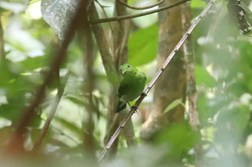 Calyptomena viridis observed 2026-08-10