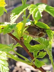 Melolontha hippocastani