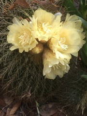 Parodia