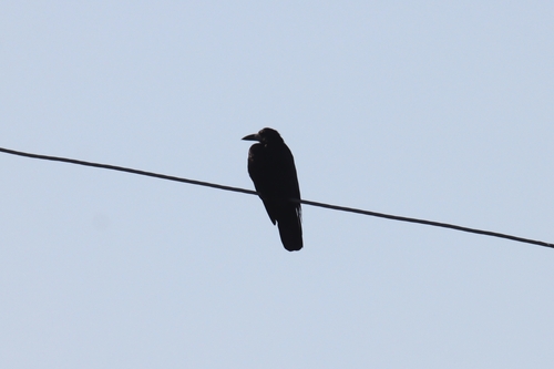 Rook